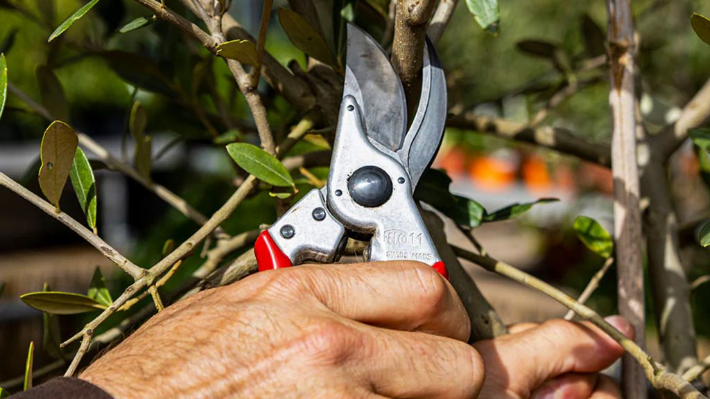 กรรไกรตัดกิ่ง